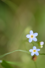 Myosotis scorpioides
