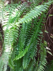 Nephrolepis