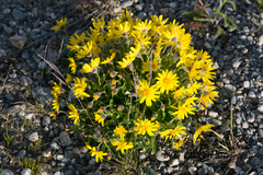 Arnica griscomii
