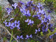 Viola decumbens decumbens