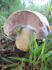 Tylopilus williamsii