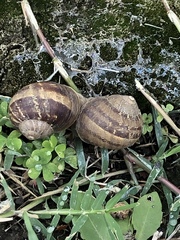 Cornu aspersum