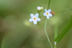 Myosotis scorpioides