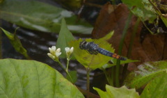 Brachydiplax farinosa