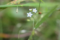 Myosotis scorpioides