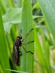 Diogmites platypterus