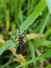 Diogmites platypterus