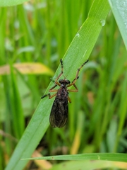 Diogmites platypterus