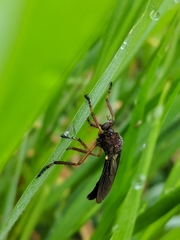 Diogmites platypterus