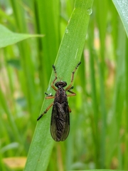 Diogmites platypterus