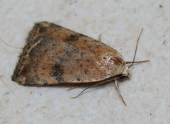 Micrathetis triplex