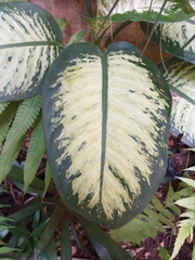 Dieffenbachia seguine