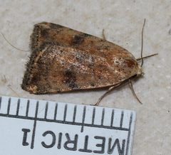 Micrathetis triplex