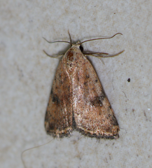 Micrathetis triplex