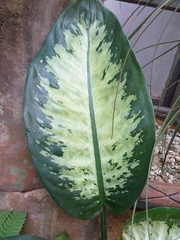 Dieffenbachia seguine