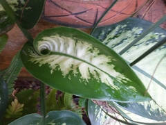 Dieffenbachia seguine