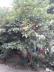 Sambucus nigra