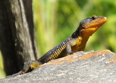 Ninurta coeruleopunctatus