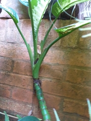 Dieffenbachia seguine