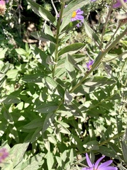 Eucephalus ledophyllus