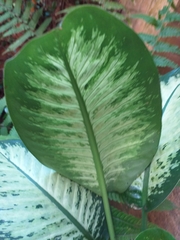 Dieffenbachia seguine