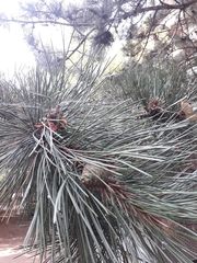 Pinus