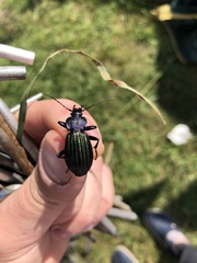 Carabus exaratus