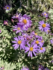 Eucephalus ledophyllus