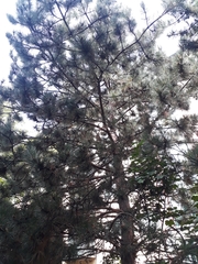 Pinus