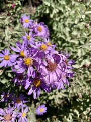 Eucephalus ledophyllus