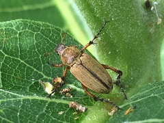 Macrodactylus subspinosus