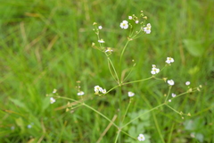 Alisma plantago-aquatica