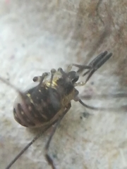 Mitostoma chrysomelas