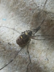 Mitostoma chrysomelas