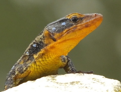 Ninurta coeruleopunctatus