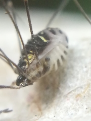 Mitostoma chrysomelas