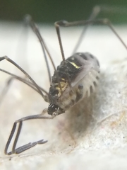 Mitostoma chrysomelas