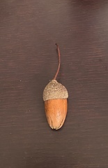 Quercus robur