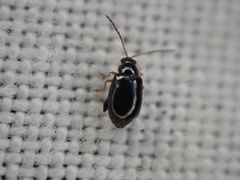 Aphthona