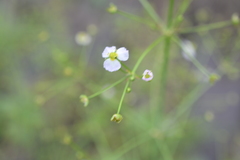 Alisma plantago-aquatica