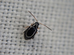 Aphthona