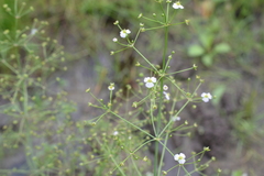 Alisma plantago-aquatica