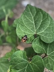 Labidomera clivicollis