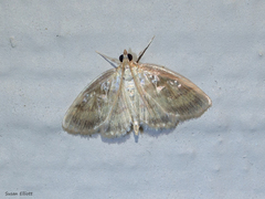 Crocidophora tuberculalis