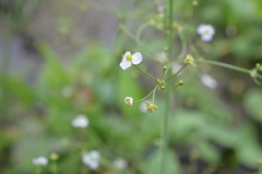 Alisma plantago-aquatica