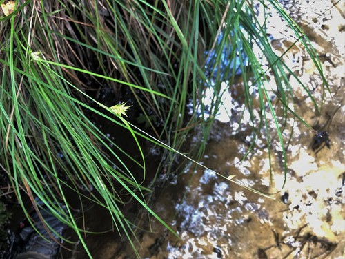 Carex elliottii image