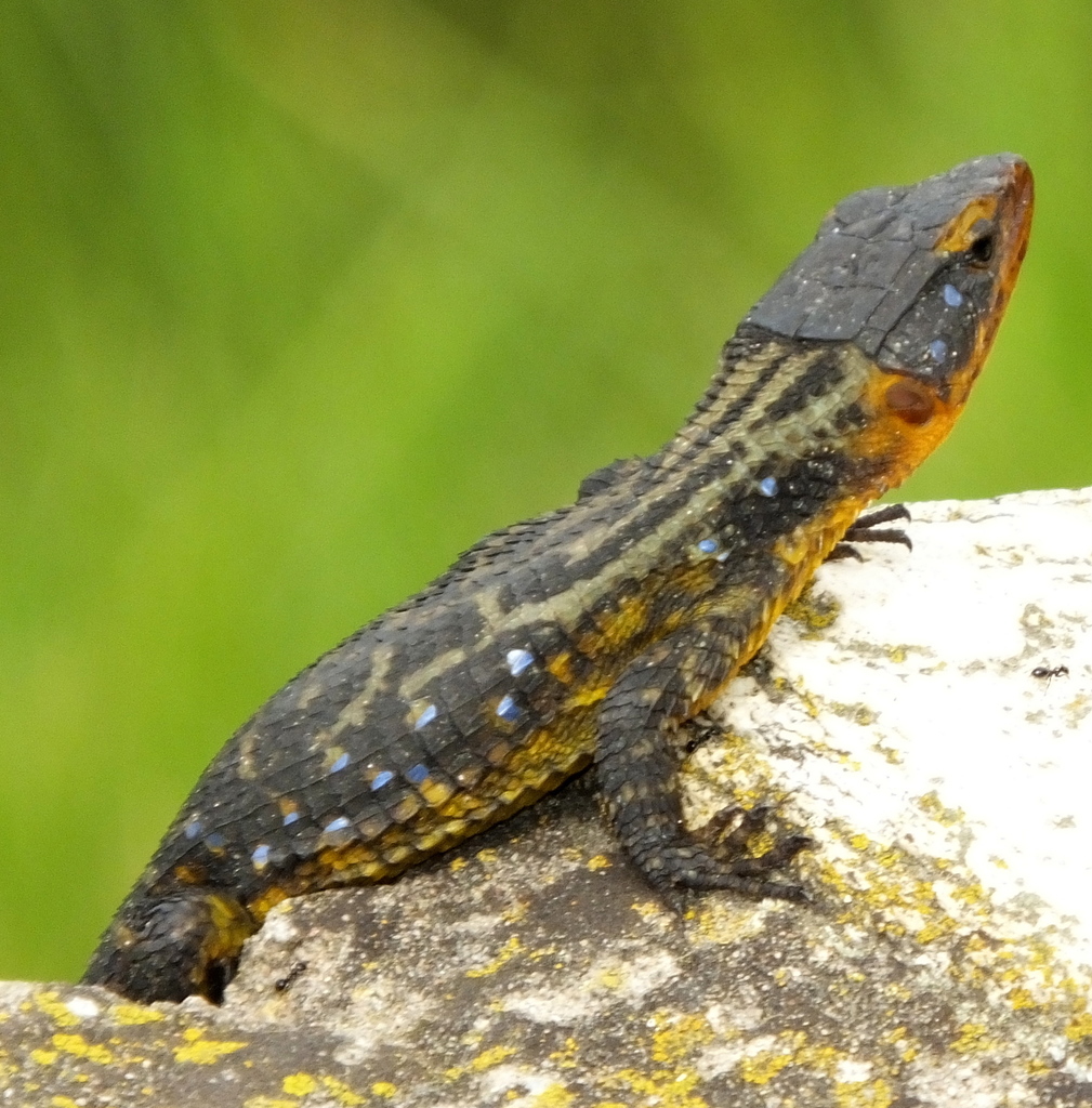 Blue-Spotted Girdled Lizard