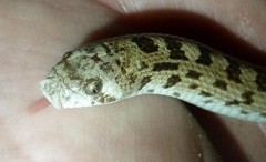 Phyllorhynchus decurtatus