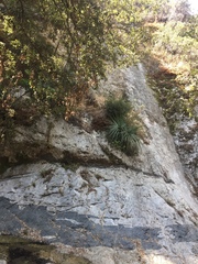 Hesperoyucca whipplei