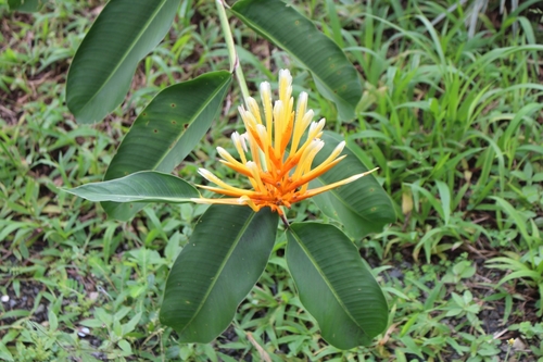 Image of Heliconia longiflora by no rights reserved